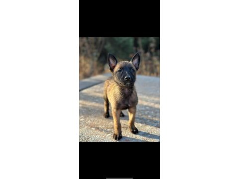 Bela ve karamın malinois yavruları daha iyisi yok