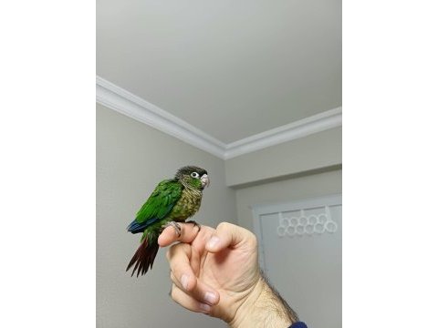 Greenchek konur bebek