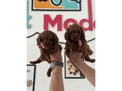 Petmode köpek çiftliğinde ziyarete açık toy poodle
