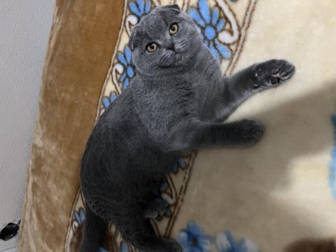 Yavru scottish fold