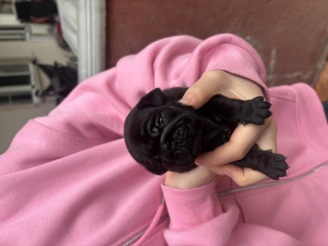 Safkan orjinal pug
