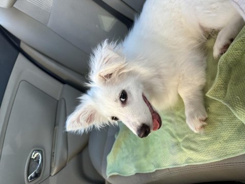 Rus finosu 5 aylık köpeğimiz