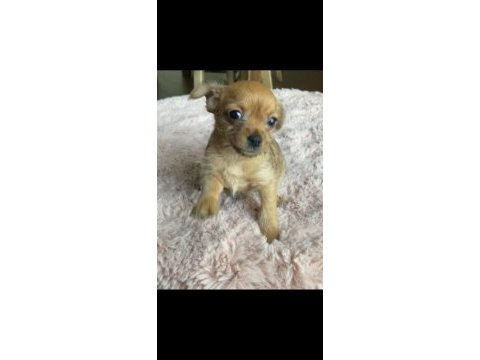 45 günlük 5 yavru yorkshire terrier