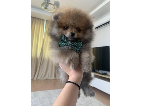 Çok güzel mini erkek ayı surat pomeranian
