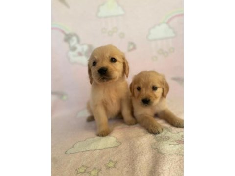 Türünün tek örneği baby golden retriever orjinal