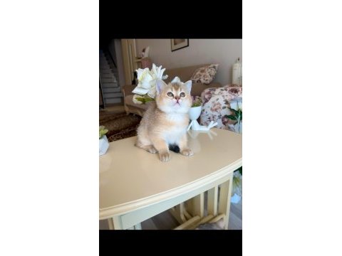 British shorthair golden ny11