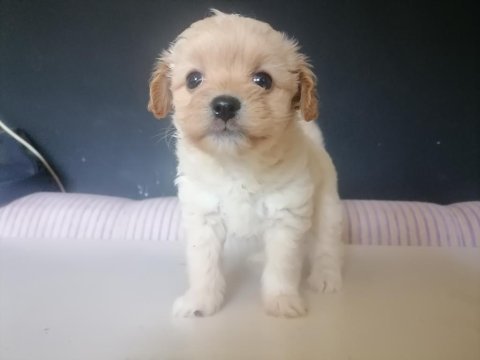 Sevimli maltipoo bebekler