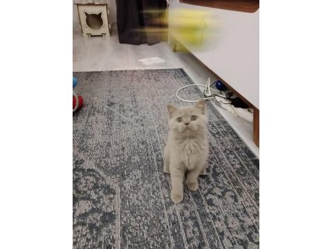 British shorthair kedisi
