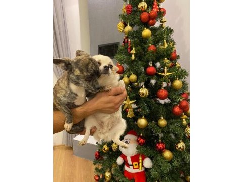 1 çift 0 boy şivava köpekler
