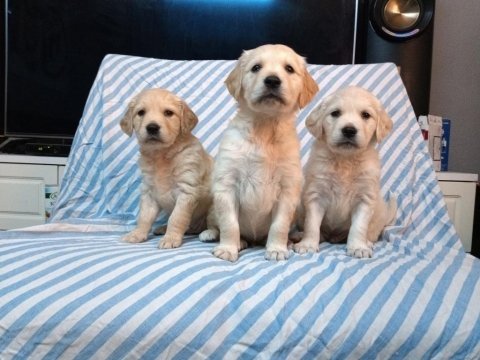 A klass golden retriever yavruları