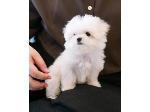 Kore kan mükemmel güzellikte maltese terrier