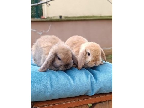 Mini lop hollanda tavşan yavrular