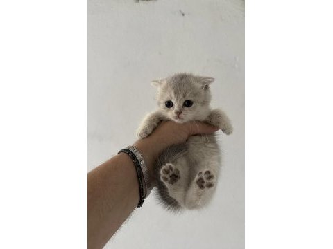 Safkan british shorthair yavrularımız