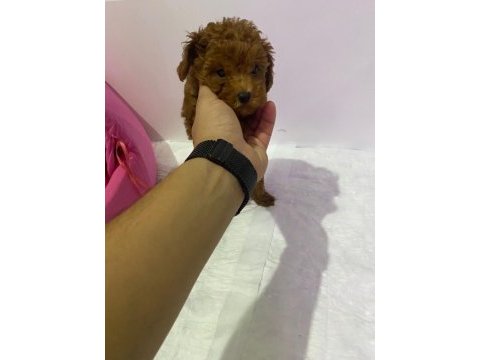 Yavru toy poodle köpeklerimize yuva arıyoruz