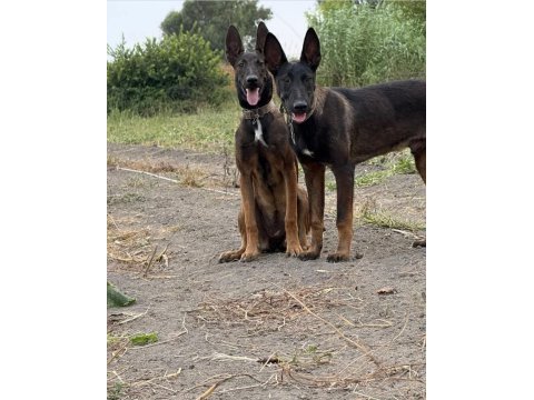 A kalite malinois beslemek isteyenler için büyük fırsat