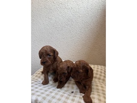 Ev ortamında büyüyen safkan poodle yavrular