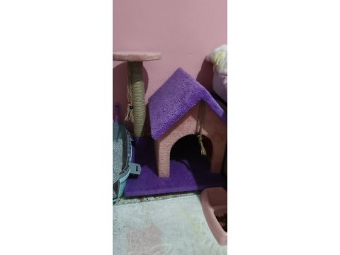 Beyaz kar topu chinchilla kedim