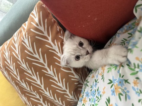 3 aylık dişi scottish fold