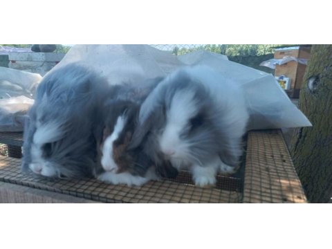 Teddy lop kolonisi 2+1 tavşan