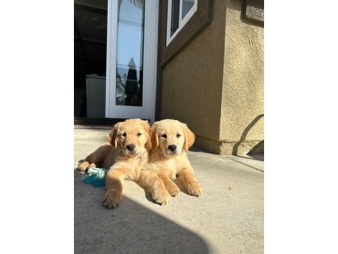A kalite golden retriever yavrular