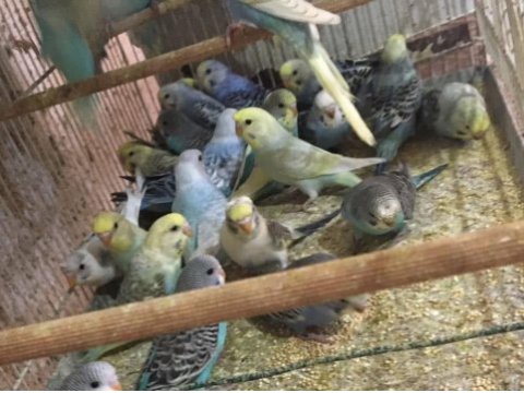 Sağlıklı yavru yetişkin muhabbet kuşu