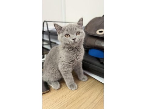 2.5 aylık erkek british shorthair kedimiz