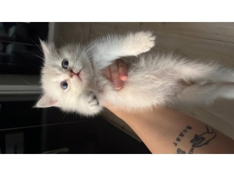 Erkek british shorthair açıklamayı okuyun