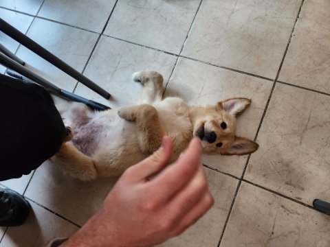3.5 aylık golden retriever
