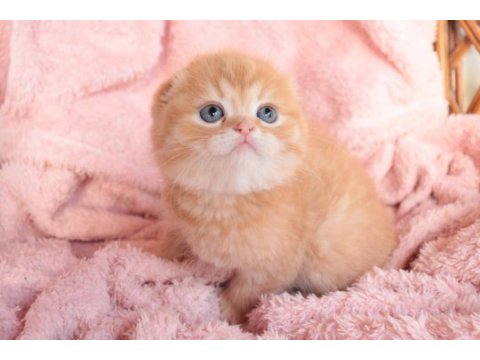 Top kafa scottish fold erkek yavru