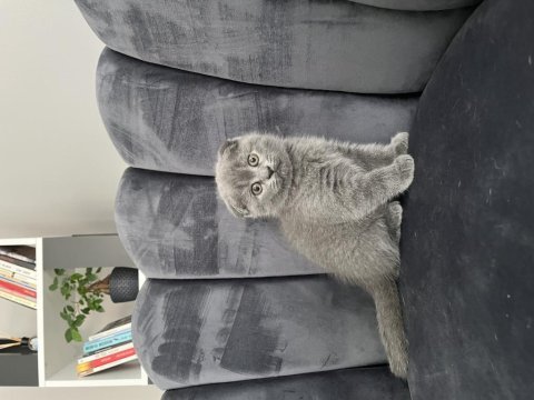 Scottish fold