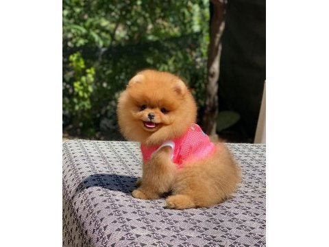 Show kalite pomeranian bebeklerim