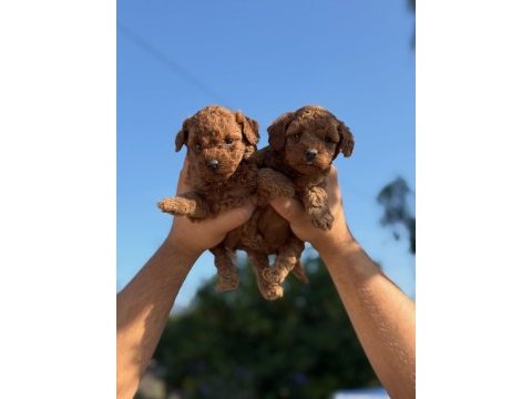 Teacup korea poodle kg garantili wc egitimli
