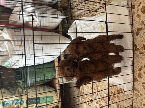 Dark brown teacup poodle