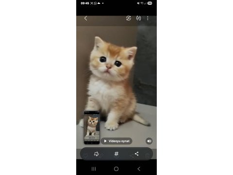 British shorthair yavrularımız yeni yuvalarını arıyor