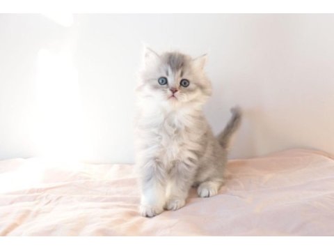 Safkan british longhair blue golden