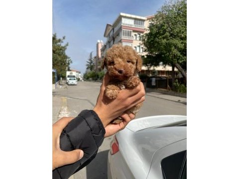 Kore maltipoo terier degildir lütfen dikkate alınız