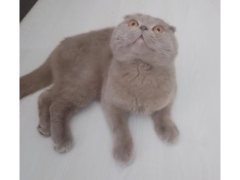 Safkan scottish fold orjinal aa sınıfı