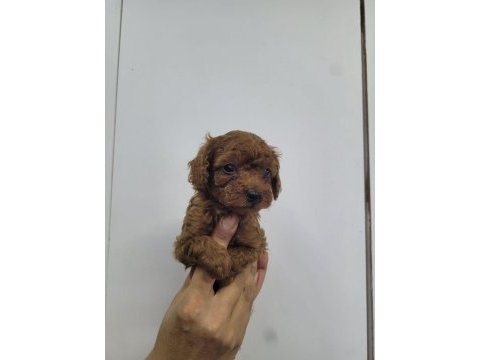 Safkan kore poodle