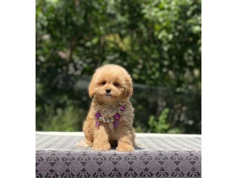 Maltipoo cinsi yavrular dişi erkek mevcuttur