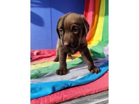 Üreticiden a plus kalite labrador yavrular
