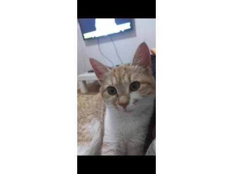 Tatlı minnoş kedimize yuva arıyorum sahiplendirme