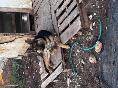 Satılık alman kurdu