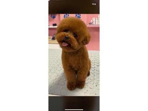 Orjinal minyatür toy poodle bebekler