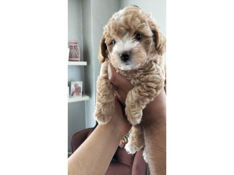 23 mayıs doğumlu maltipoo yavrularımız
