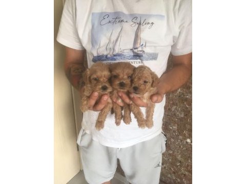 Mükemmel kalite bebek yüzlü maltipoo yavrularımız