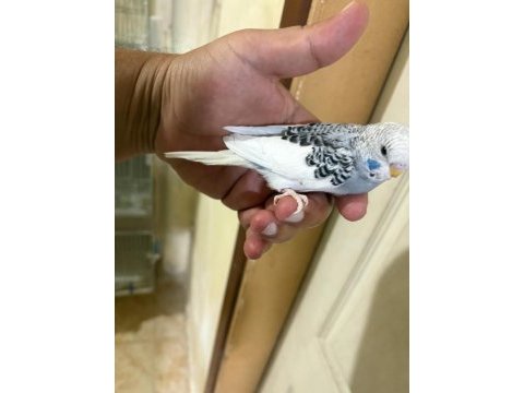 29 günlük konuşturmalık muhabbet kuşu bebek