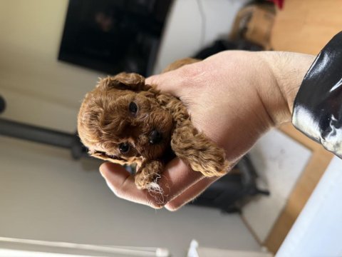 Toy poodle dişi ve erkek köpeğimiz