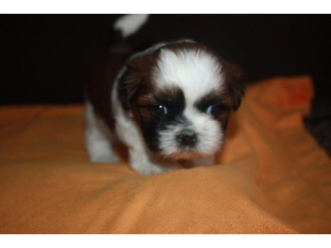Irk garantili saf kan shih tzu yavruları