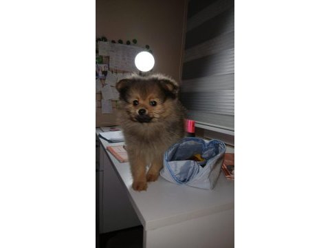 Saf pomeranian erkek yavru
