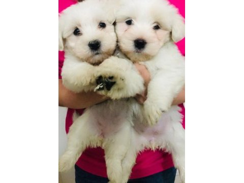 Maltese terrier dişi bebişler